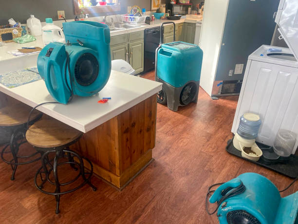 Best Mold removal after water damage  in Wilton Manors, FL